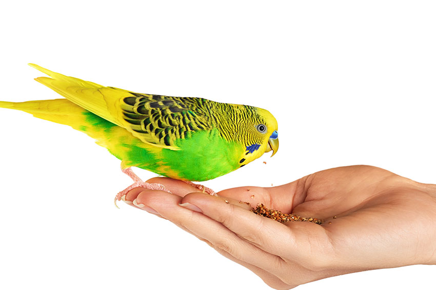 Budgie eating seed from the hand
