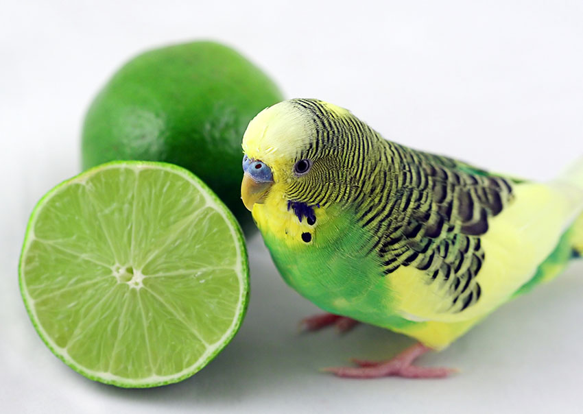 Green budgie with lime