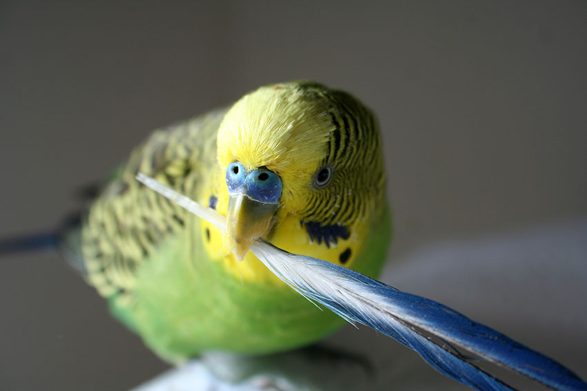 green budgie holding a feather