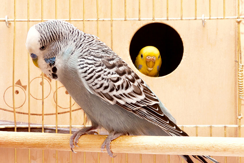 Nesting budgies