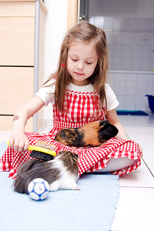 Guinea pig and friend