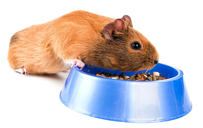 guinea pig dry foods vary