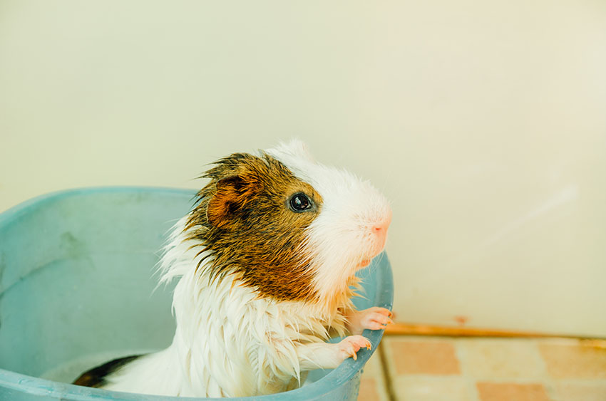 guinea pig having a bath