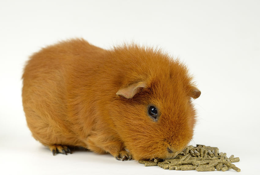 guinea pigs are delicate