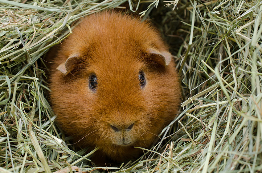 guinea pigs can use litter boxes