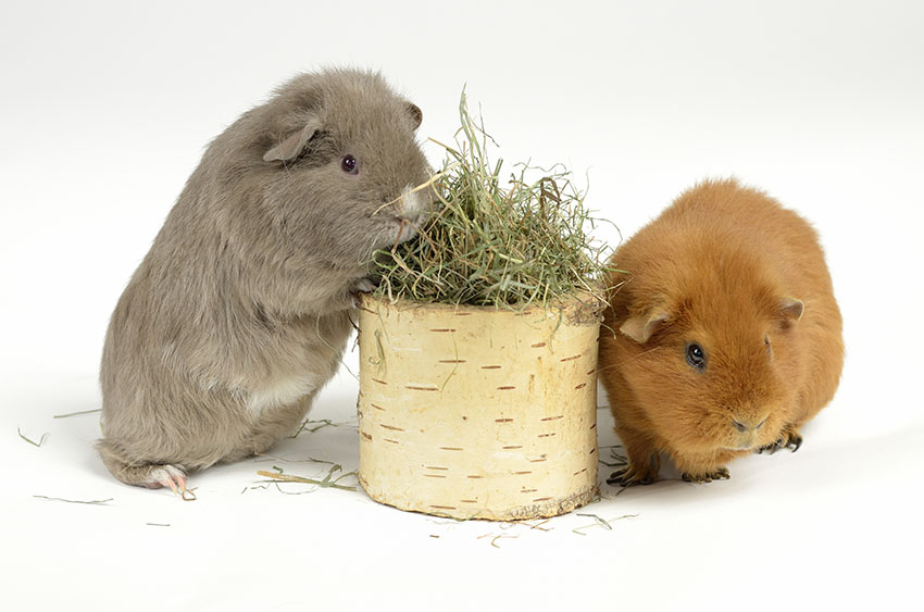 Speeltjes voor cavia's | Vermaak spelletjes | Cavia's | Gids | Omlet NL