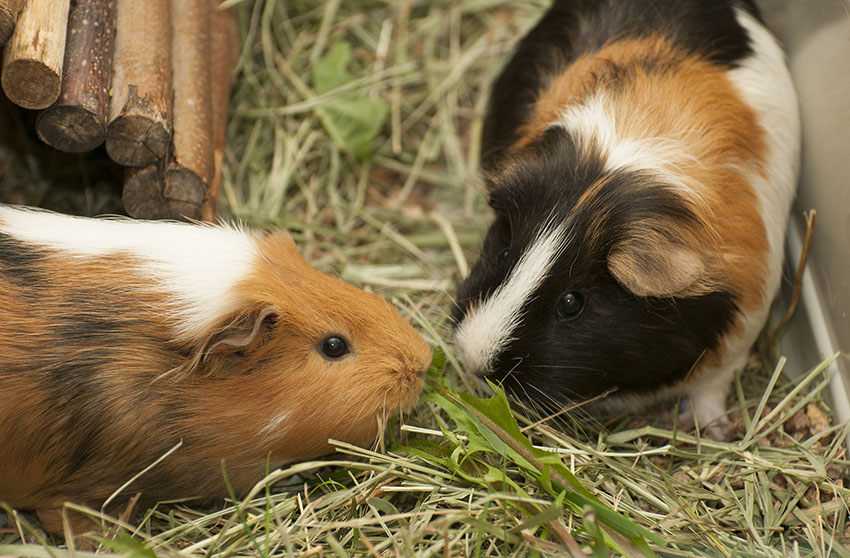 guinea pigs enjoying each others company