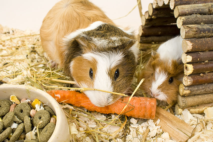 guinea pigs sharing a carrot