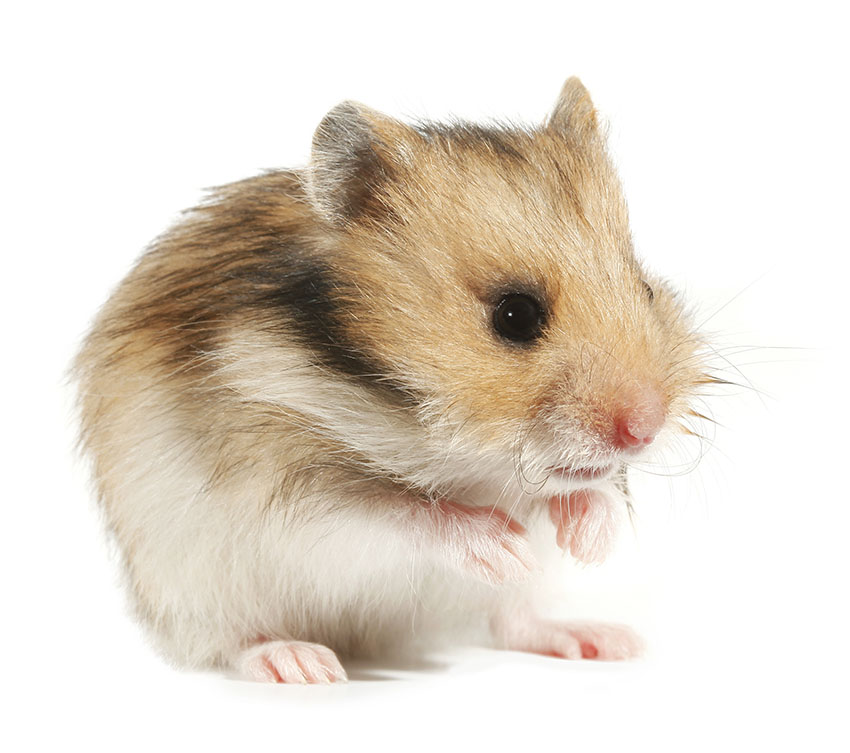 hamster health concerns