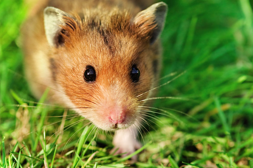 Veelvoorkomende Hamsterziekten | Hamsterziektes | Hamsters | Gids
