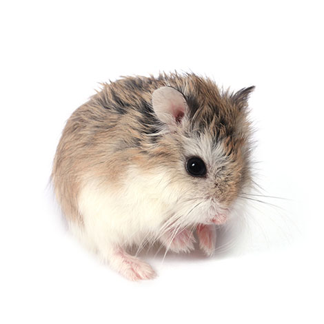 creëren Oost Overjas Is een hamster of cavia meer geschikt voor mij? | Is een hamster iets voor  mij?