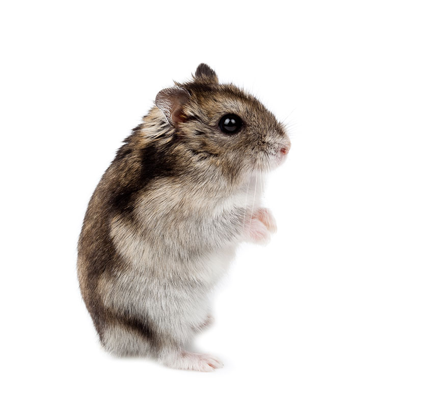 hamsters bite when scared hamsters bite when scared