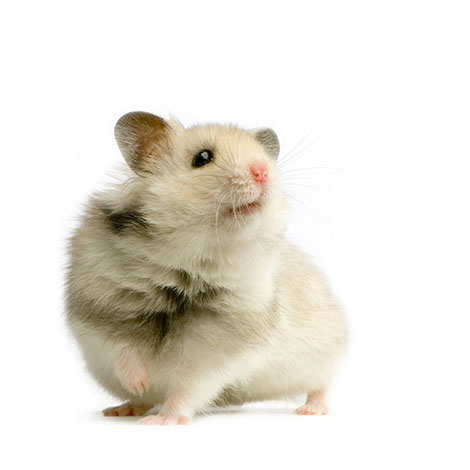 Different hamster species