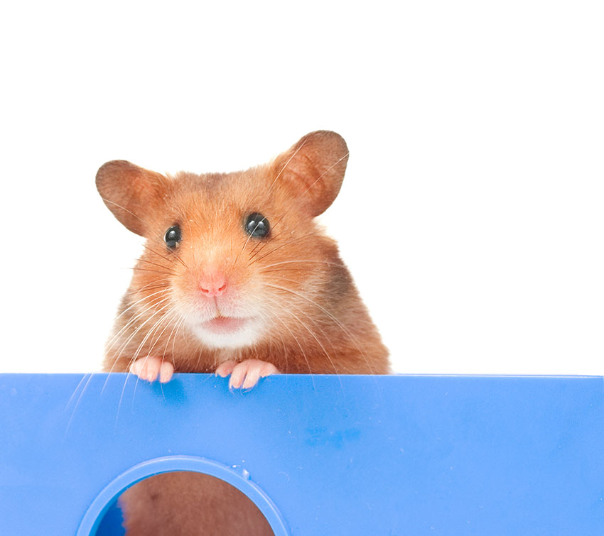 streep Beschikbaar Commotie Is een hamster of gerbil meer geschikt voor mij? | Is een hamster iets voor  mij?