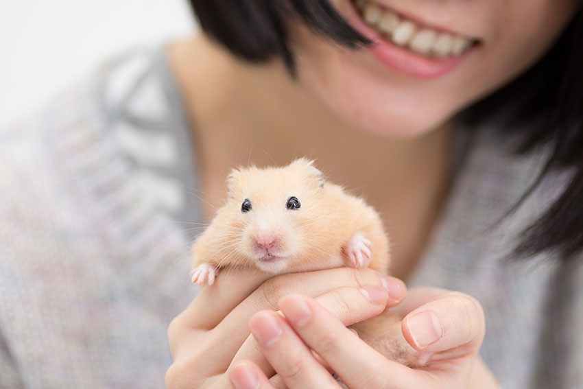 Hou op welvaart toewijzen Is een hamster als huisdier iets voor mij? | Is een hamster iets voor mij?