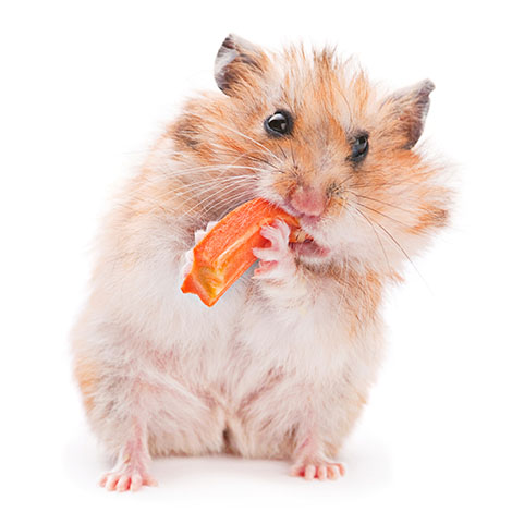 hamsters need lots of food