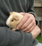 handling guinea pigs