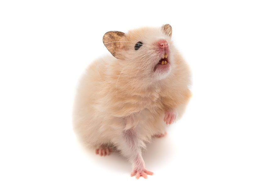 healthy hamster teeth