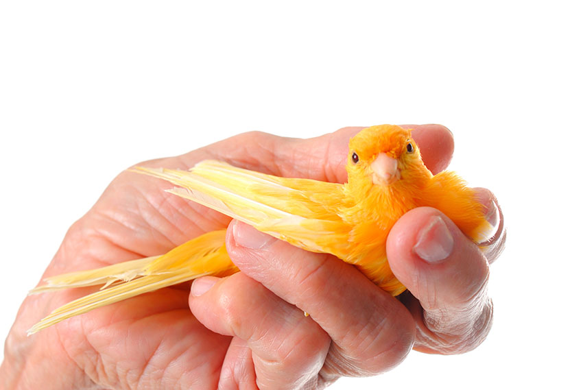 Holding a Canary