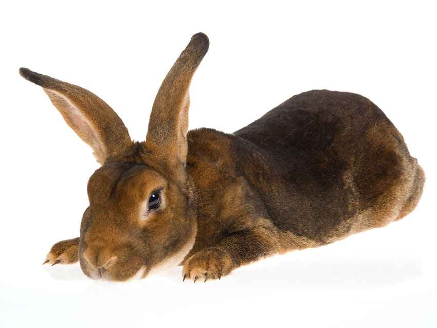 Hoe slapen konijnen? | Alles konijnen | Konijnen | Gids Omlet NL