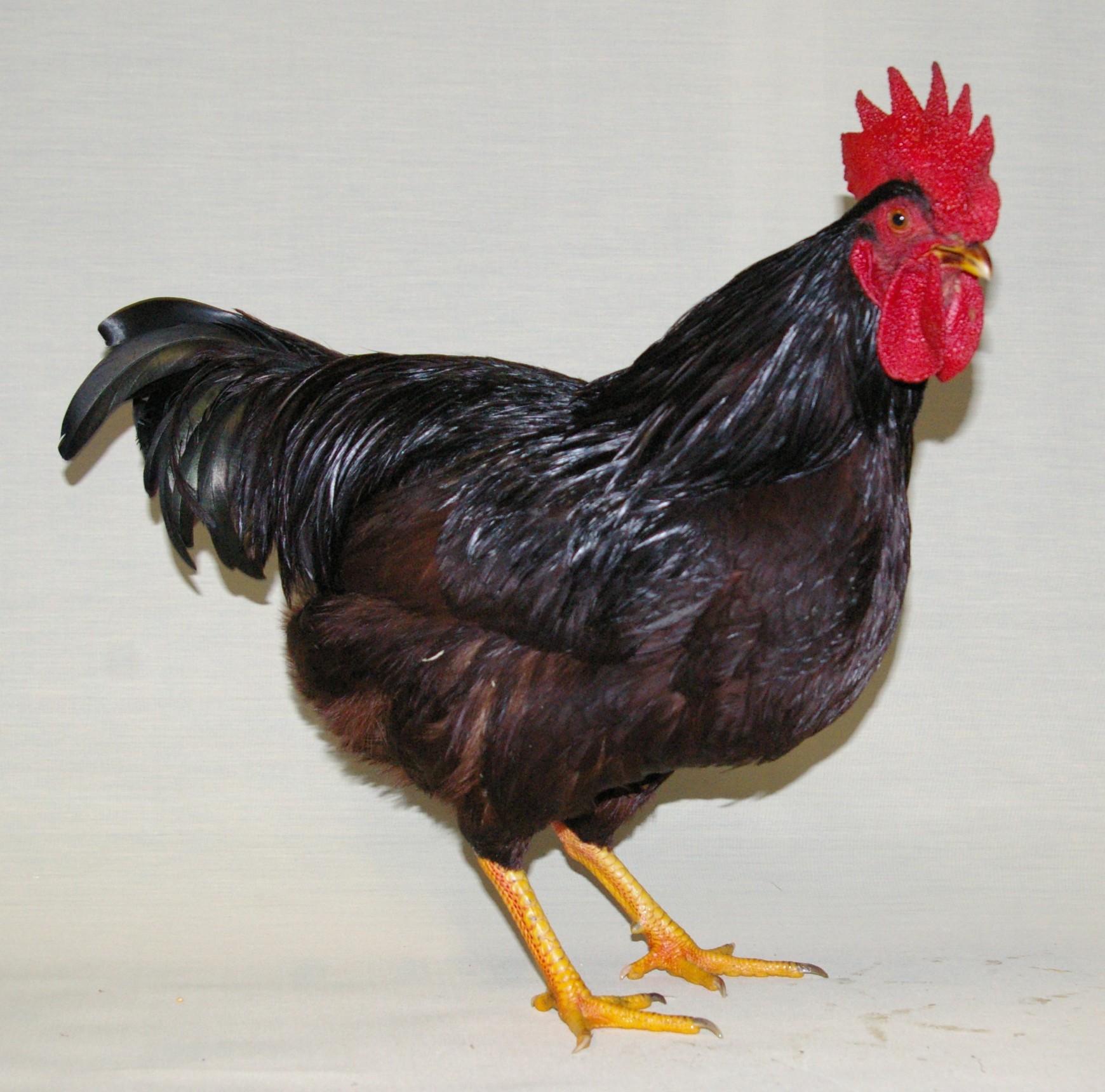 Rhode Island Red te koop Kippen Rasinformatie Omlet
