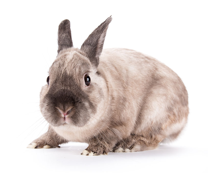 Neuropathie Frons Horizontaal Uw konijnen binnen laten spelen | Verzorging | Konijnen | Gids