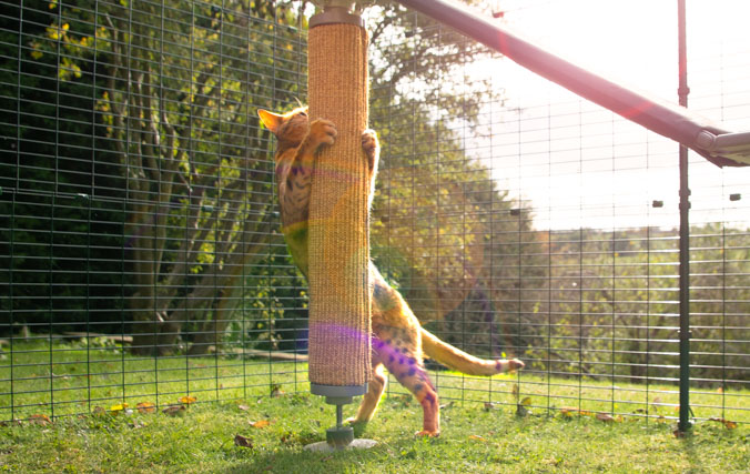 kat speelt in zijn ren met het vervangbare sisal krabaccessoire voor de Freestyle Outdoor klimpaal