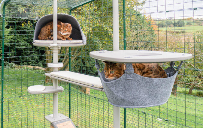 katten-spelen-in-de-outdoor-freestyle-kattenklimpaal-voor-de-buitenren