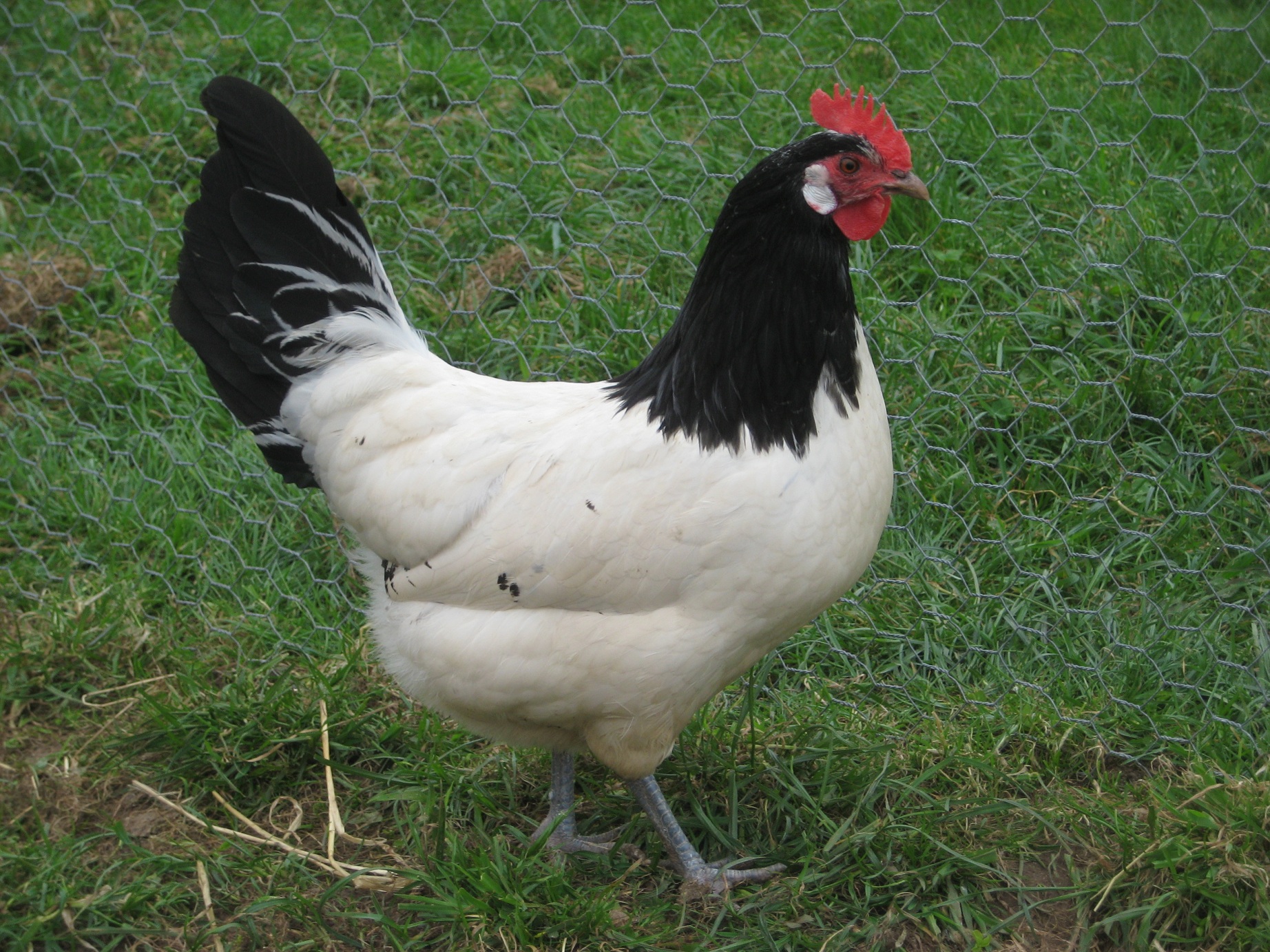 Lakenvelder Te Koop Kippen Rasinformatie Omlet