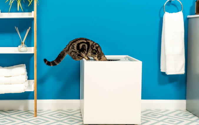 A tabby cat looking into a white little box” data-image-id=