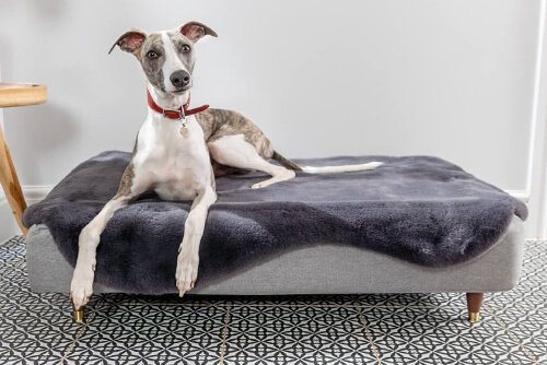 TOPOLOGY DOG ​​BED
