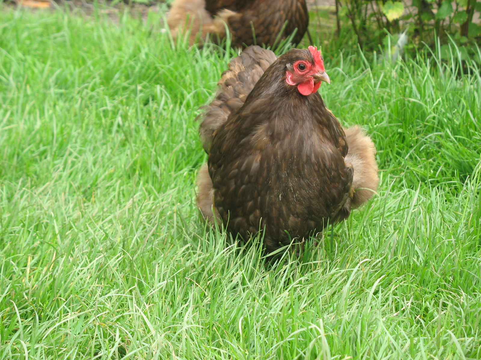 A beautiful little Chocolate Orpington Bantam searching for some tasty treats in the grass