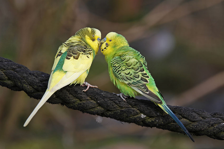 Male budgies can live together happily