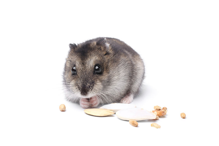 zaterdag volleybal Christian Hoeveel kost het om een hamster te houden? | Is een hamster iets voor mij?