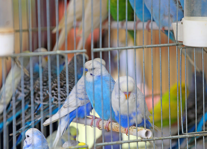 Budgie in a pet shop