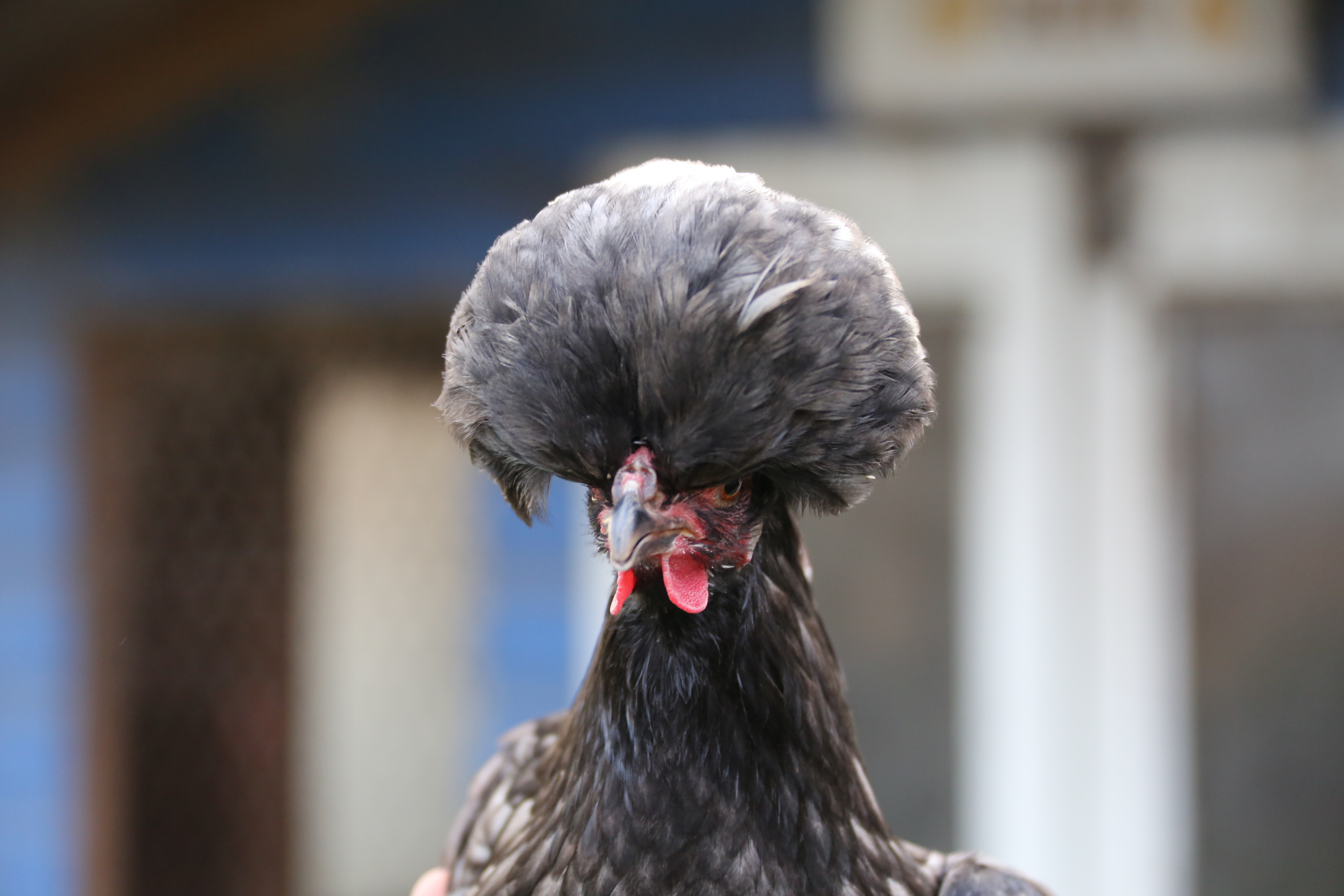 Lauren Barton's beautiful blue Poland hen looks incredible