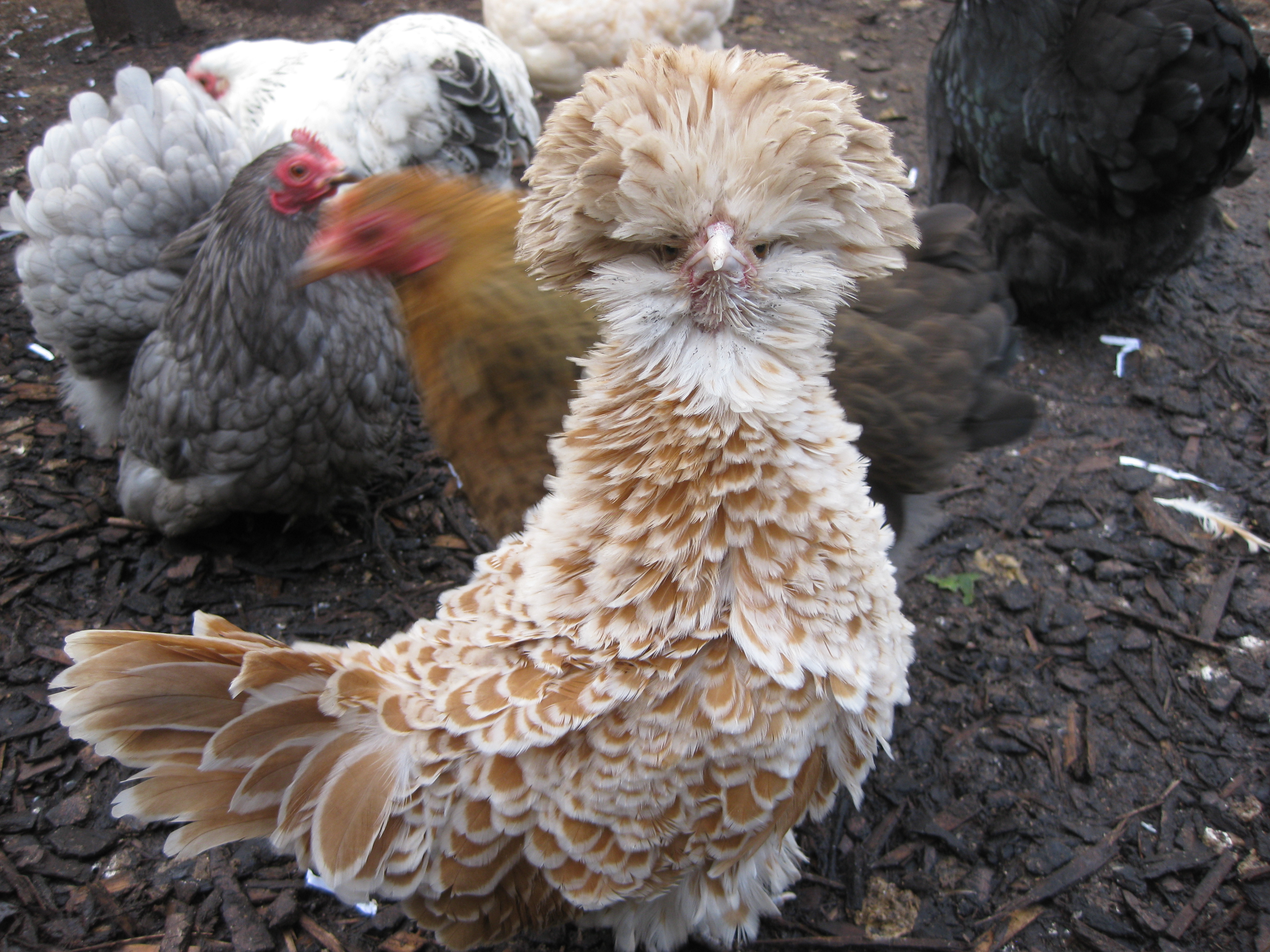 Stephen Wilson's incredibly beautiful Frizzle Polish hen showing off her feathers