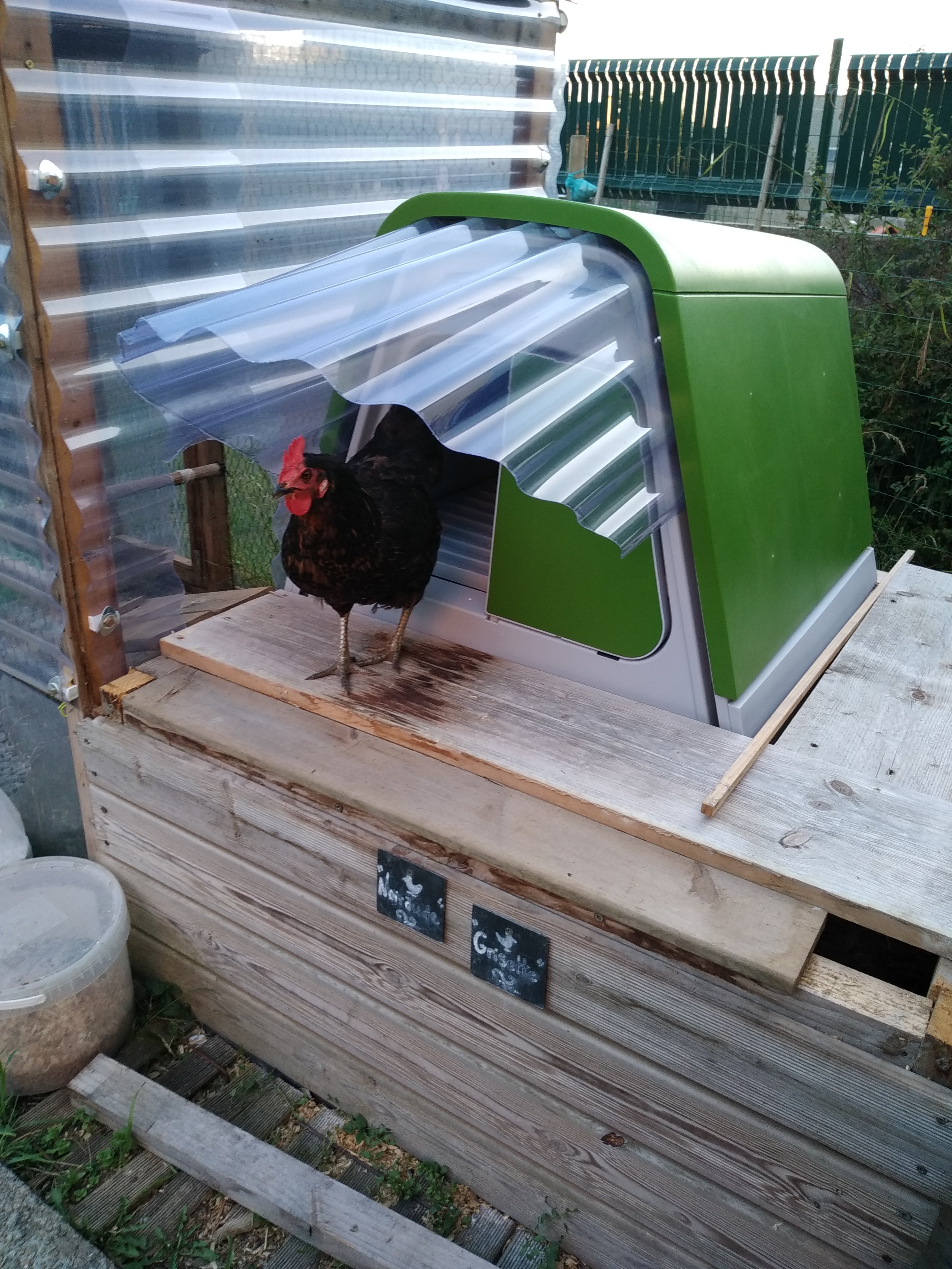 Eglu Go Kippenhok Met 2 Meter Ren Groen