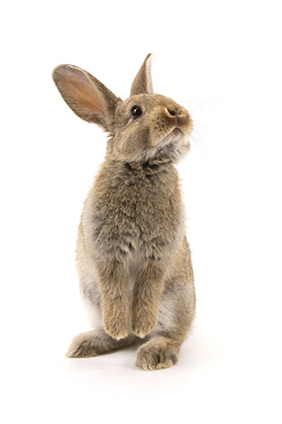 realiteit Mortal kapok Kan ik konijnen houden als ik al een hond of een kat heb? | Zijn konijnen  iets voor mij?