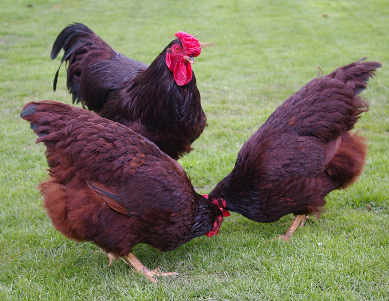 Tom Newbould's beautiful Rhode Island Reds foraging for grubs in the grass