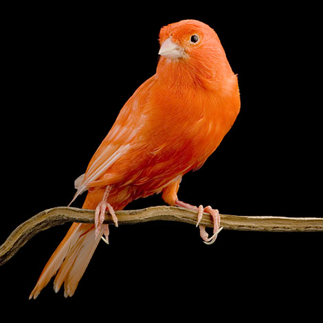 Red Factor Canary