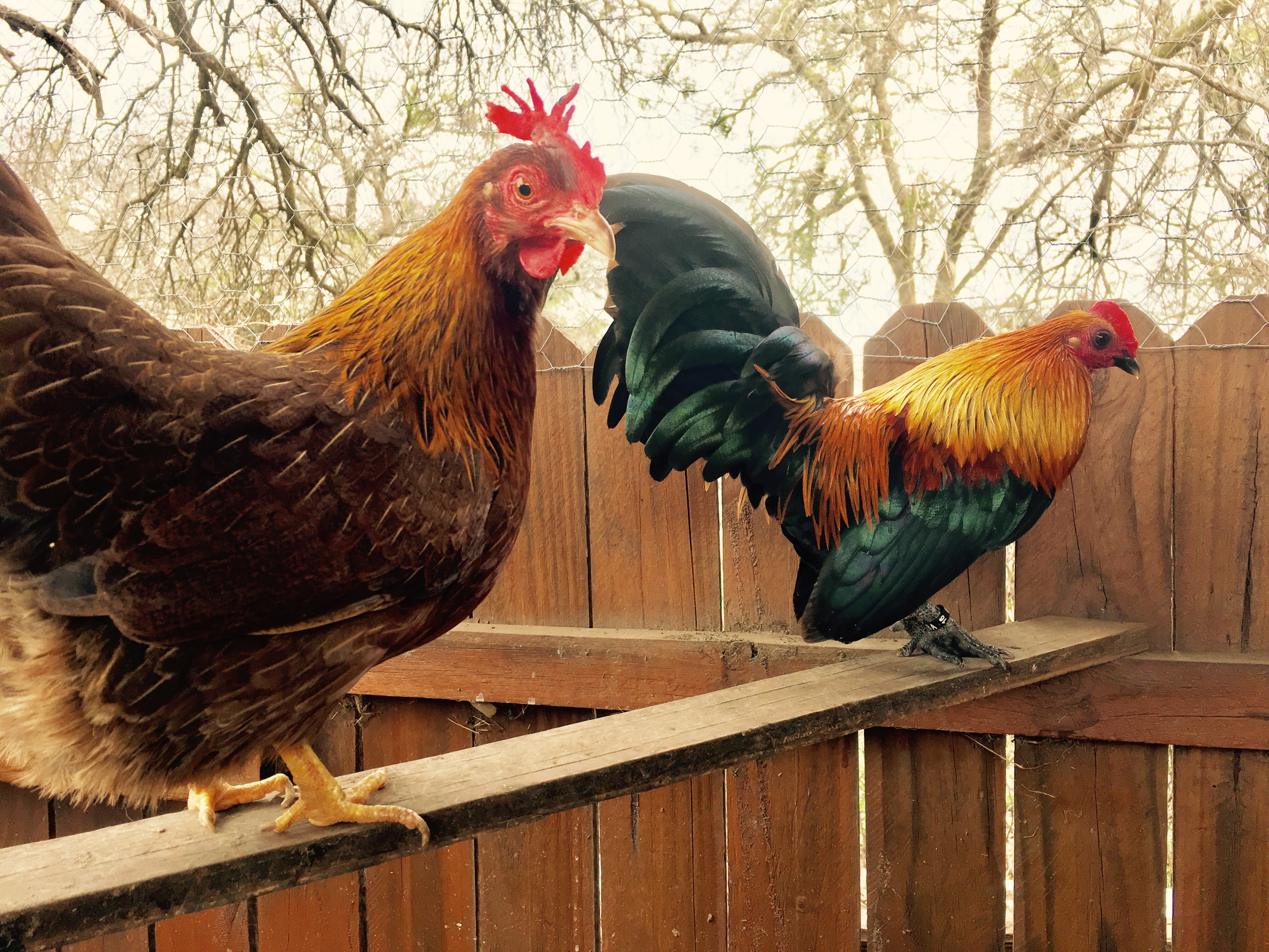 Chickens And Eggs For Sale