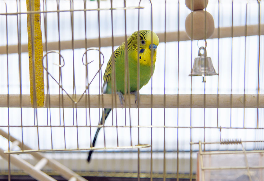 A green budgie in a cage