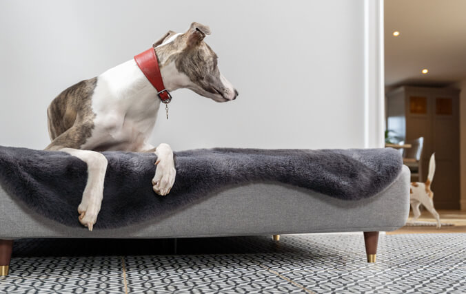 Greyhound liggend in de luxe traagschuim topology hondenmand, kijkend naar andere honden