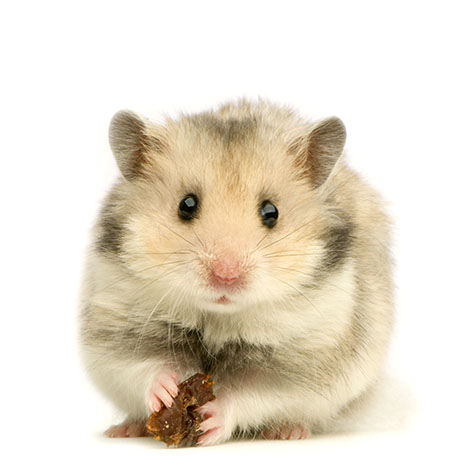 syrian hamsters