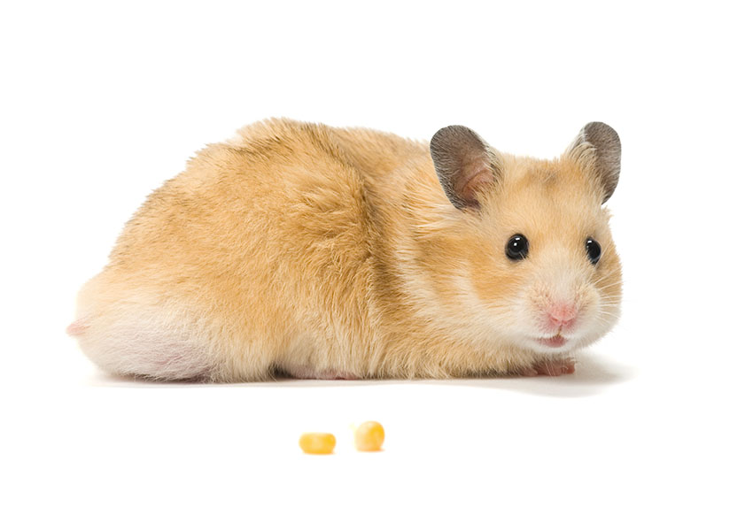 Remmen Tutor wees gegroet Welke hamstersoorten zijn het vriendelijkst? | Een hamster als huisdier  nemen