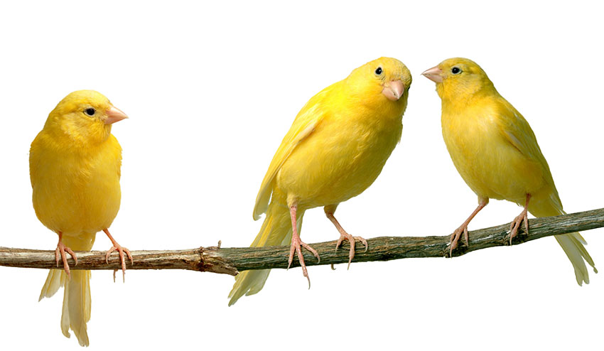 Reasons for a Canary not singing