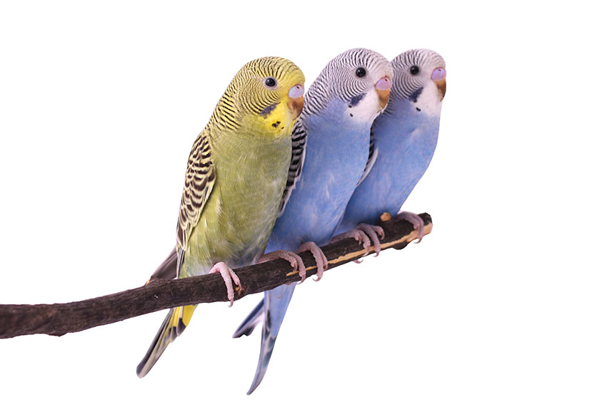 Three young budgies on a perch