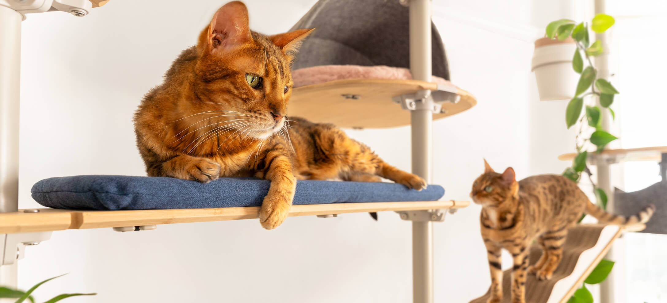 twee bengalen spelen op freestyle vloer-tot-plafond klimboom voor katten