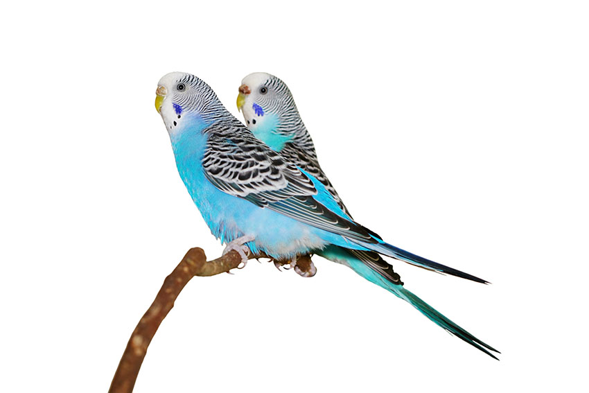 Two blue budgies on a stick perch